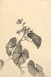 Branch of Begonia in Bloom by Kono Bairei (Japanese, 1844–1895)
