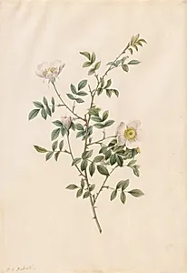 Brier Bush Rose or Dog Rose (Rosa Sepium Rosea) by Pierre-Joseph Redouté (French, 1759–1840)