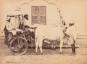 Bullock Cart, Delhi by Shepherd & Robertson (British, active Agra and Shimla, 1862–1864)