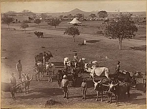 Bullocks of Elephant Battery, Jhansi by Raja Deen Dayal (Indian, 1844–1905)