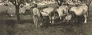 Camera Work: Ploughing Team by J. Craig Annan (British, 1864–1946)