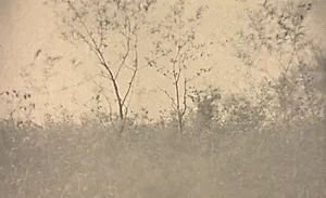 Camera Work: Spring by Joseph T. Keiley (American, 1969–1914)