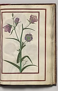 Campanula, folio 27 (recto), from Florilegium (A Book of Flower Studies) by Unknown Artist