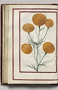 Campanula, folio 27 (verso), from Florilegium (A Book of Flower Studies) by Unknown Artist