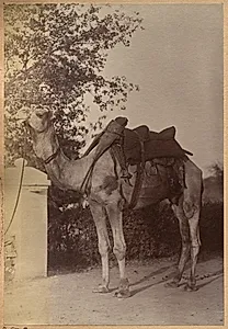 Captain Bailward's camel (verso, left) by Raja Deen Dayal (Indian, 1844–1905)