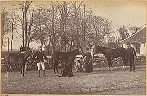 Captain Brown's horses, Jhansi (recto, top) by Raja Deen Dayal (Indian, 1844–1905)