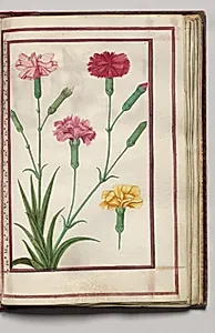 Carnations, folio 31 (recto), from Florilegium (A Book of Flower Studies) by Unknown Artist