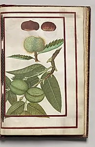 Chestnuts with Nut Tree, folio 43 (recto), from Florilegium (A Book of Flower Studies) by Unknown Artist