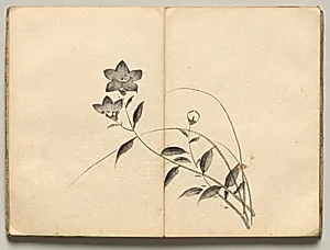 Chinese Bellflower from Ōkyo Picture Book by Maruyama Ōkyo (Japanese, 1733–1795)