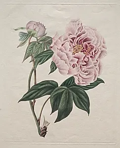 Chinese Tree Peony (Paeonia suffruticosa) by Smith (British)