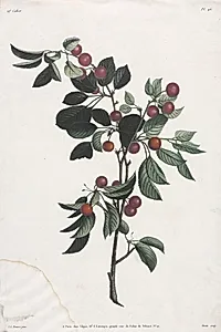 Collection des fleurs et des fruits:  Branches de Cérises précoce