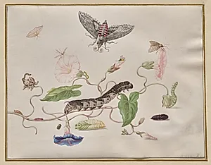 Convolvulus and Metamorphosis of the Convolvulus Hawk Moth