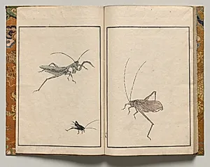Crickets, Design Nineteen from Shazanrō Picture Book by Tani Bunchō (Japanese, 1763–1841)