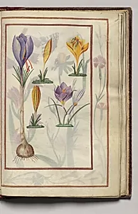 Crocus, folio 34 (recto), from Florilegium (A Book of Flower Studies) by Unknown Artist