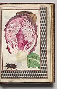 Cross Section of a Red Cabbage with a Beetle and Caterpillar with Geometric Border, folio 45 (recto), from Florilegium (A Book of Flower Studies) by Unknown Artist