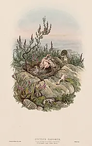 Cuculus Canorus by John Gould (British, 1804–1881)