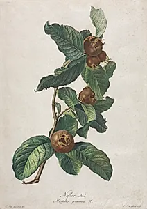 Cultivated Medlar (Mespilus germanica) by Gerard van Spaendonck (Dutch, 1746–1822)