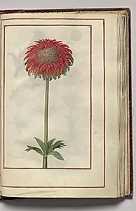 Dahlia?, folio 23 (recto), from Florilegium (A Book of Flower Studies) by Unknown Artist