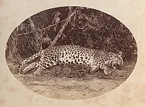 Dead Leopard by Unknown Artist