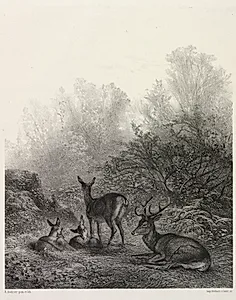 Deer at Rest by Karl Bodmer (Swiss, 1809–1893)