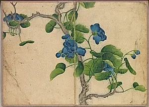 Desk Album: Flower and Bird Paintings (Climbing Blue Flowers) by Zhang Ruoai (Chinese, 1713–1746)
