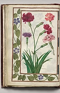 Dianthus with Periwinkle Border, folio 21 (verso), from Florilegium (A Book of Flower Studies) by Unknown Artist