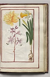 Double Narcissus and Single Narcissus, folio 26 (recto), from Florilegium (A Book of Flower Studies) by Unknown Artist