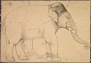 Drawing of an Elephant by Unknown Artist