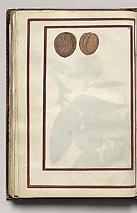 English Walnuts, folio 43 (verso), from Florilegium (A Book of Flower Studies) by Unknown Artist