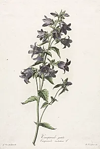 Fleurs dessinées d'après nature:  Campanule gantelée
