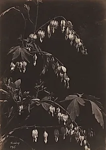Floral Still Life (Bleeding Hearts) by Charles Aubry (French, 1811–1877)