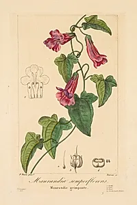 Flore des Jardiniers, Amateurs et Manufacturiers:  Maurandia semperflorens by Jean Pierre Frederic Barrois (French, 1786–after 1841)