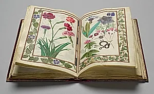 Florilegium (A Book of Flower Studies) by Unknown Artist