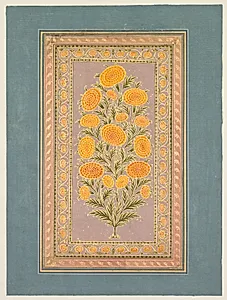 Flowering Marigold (verso)