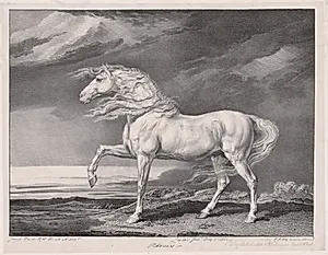 Fourteen Celebrated Horses:  Adonis