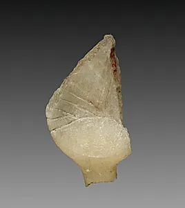 Fragment of a Cosmetic Dish by Unknown Artist