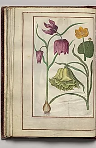Fritillaria Meleagris and Ranunculus, folio 26 (verso), from Florilegium (A Book of Flower Studies) by Unknown Artist