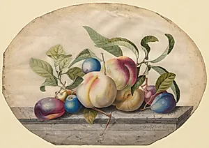Fruit Arrangement: Peaches and Plumbs on a Slab of Marble by Georg Dionysius Ehret (German, 1708–1770)