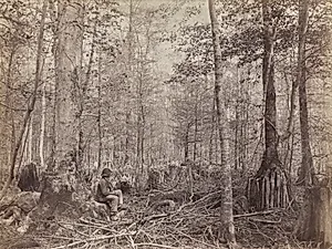 Great Dismal Swamp, Virginia by Israel Cook Russell (American, 1852–1906)