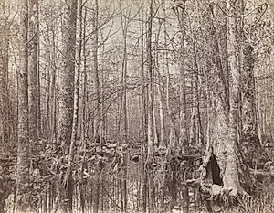 Great Dismal Swamp, Virginia by Israel Cook Russell (American, 1852–1906)
