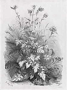 Groups of Various Plants Drawn After Nature:  No. 7