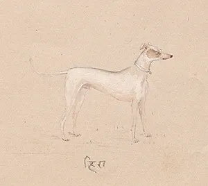Hira by Unknown Artist