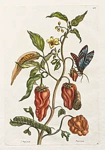 Histoire générale des insects de Suriname et de toute l'Europe:  Vol I, No. 55 - Poivre d'inde by Maria Sibylla Merian (German, active Netherlands, 1647–1717)