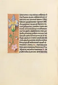 Hours of Queen Isabella the Catholic, Queen of Spain:  Fol. 237v by Master of the First Prayerbook of Maximillian (Flemish, c. 1444–1519)