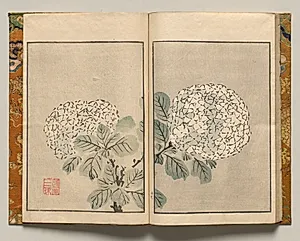 Hydrangea, Design Seventeen from Shazanrō Picture Book by Tani Bunchō (Japanese, 1763–1841)