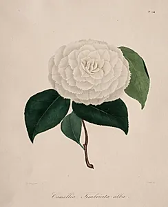 Iconographie du genre camellia:  No. 194 by Abbé Laurent Berlèse (French)