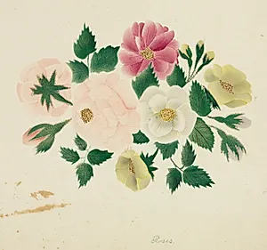 June Roses by Mary Altha Nims (American, 1817–1907)