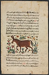 Khar (Ass), from a Nuzhat-nama-yi ala'i (Excellent Book of Counsel) of Shahmardan ibn Abi al-khayrr (verso) by Unknown Artist
