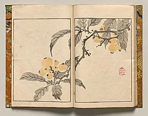 Kumquat, Design Fifteen from Shazanrō Picture Book by Tani Bunchō (Japanese, 1763–1841)