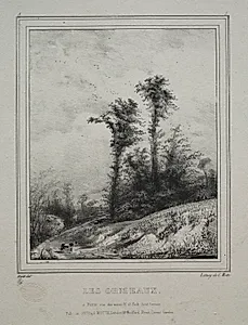 Landscapes:  Young Elm Trees